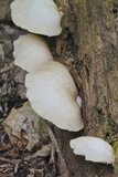 Crepidotus mollis image