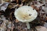 Megacollybia rodmanii image