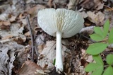 Megacollybia rodmanii image