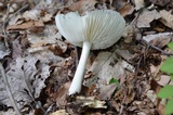 Megacollybia rodmanii image
