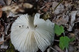 Megacollybia rodmanii image