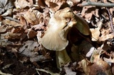Megacollybia rodmanii image