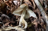 Megacollybia rodmanii image