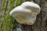 Fomitopsis ochracea image