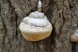 Fomitopsis ochracea image