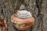 Fomitopsis ochracea image