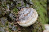 Fomitopsis ochracea image
