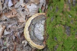 Fomitopsis ochracea image