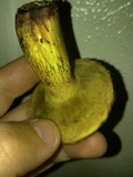 Boletus luridellus image