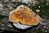 Inonotus dryadeus image