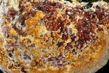 Inonotus dryadeus image