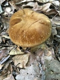 Xanthoconium affine image