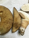 Xanthoconium affine image
