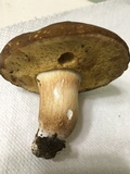 Xanthoconium affine image