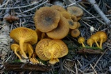 Chrysomphalina chrysophylla image