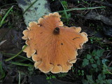 Hygrophoropsis aurantiaca image