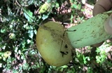 Russula grata image