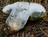 Caloboletus rubripes image