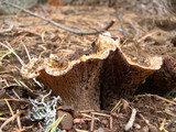 Gomphus kauffmanii image