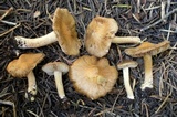 Inocybe fuscidula image