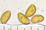 Inocybe fuscidula image
