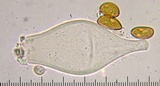 Inocybe fuscidula image