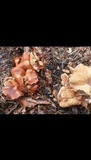 Gymnopus luxurians image