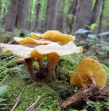 Pseudoarmillariella ectypoides image
