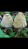 Coprinopsis variegata image