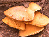 Gymnopilus ventricosus image