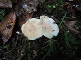 Hygrophorus laurae image