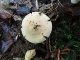 Hygrophorus laurae image