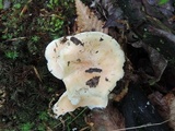 Hygrophorus laurae image