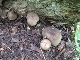 Megacollybia rodmanii image