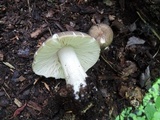 Megacollybia rodmanii image