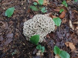 Polyporus umbellatus image