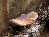 Pluteus atromarginatus image