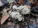 Polyporus umbellatus image