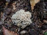 Polyporus umbellatus image