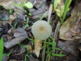 Parasola plicatilis image