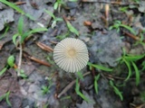 Parasola plicatilis image