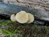 Kuehneromyces marginellus image