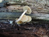 Kuehneromyces marginellus image