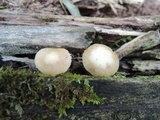 Kuehneromyces marginellus image