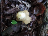 Kuehneromyces marginellus image