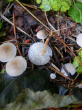 Strobilurus albipilatus image