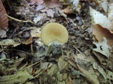 Xerula furfuracea image