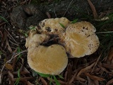 Inonotus dryadeus image