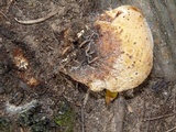 Inonotus dryadeus image