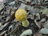 Amanita muscaria f. guessowii image
